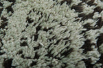 Moroccan Berber Rug - Traditional Diamond Pattern | Handwoven Wool